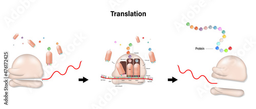 Translation concept. RNA directed synthesis of a polypeptide.