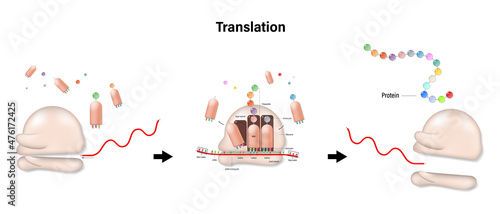 Translation concept. RNA directed synthesis of a polypeptide. photo