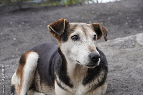 portrait of a dog