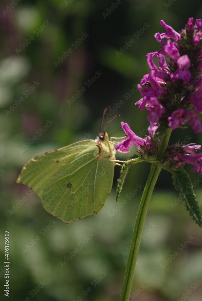 the butterfly on the flower in the city park
the butterfly on the flower in the city park