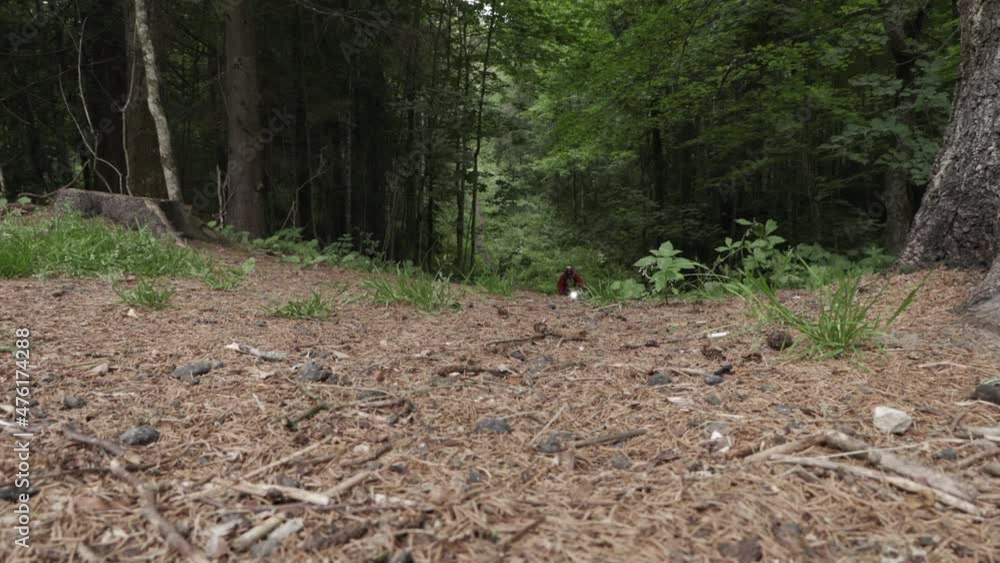 Cyclist rides in the hilly forest in summer Cyclist rides in the hilly forest in summer