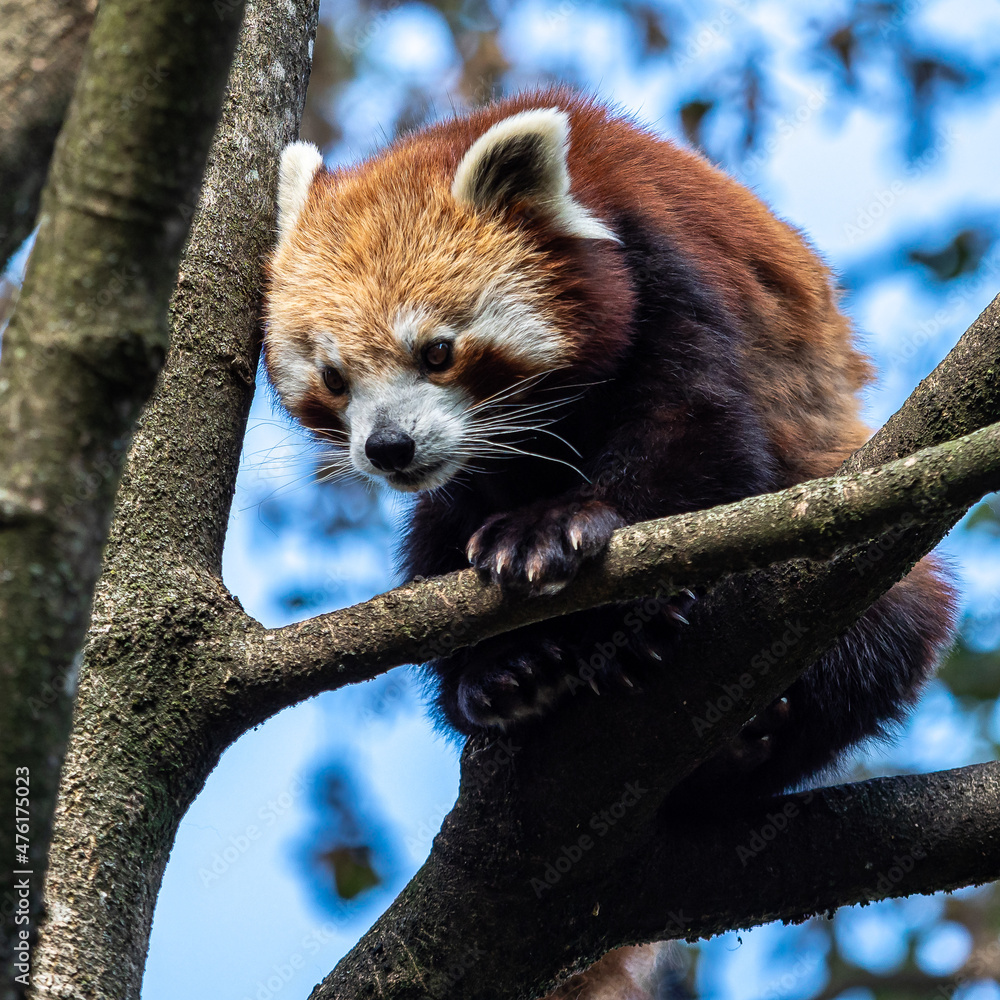 Fototapeta premium The red panda, Ailurus fulgens, also called the lesser panda.