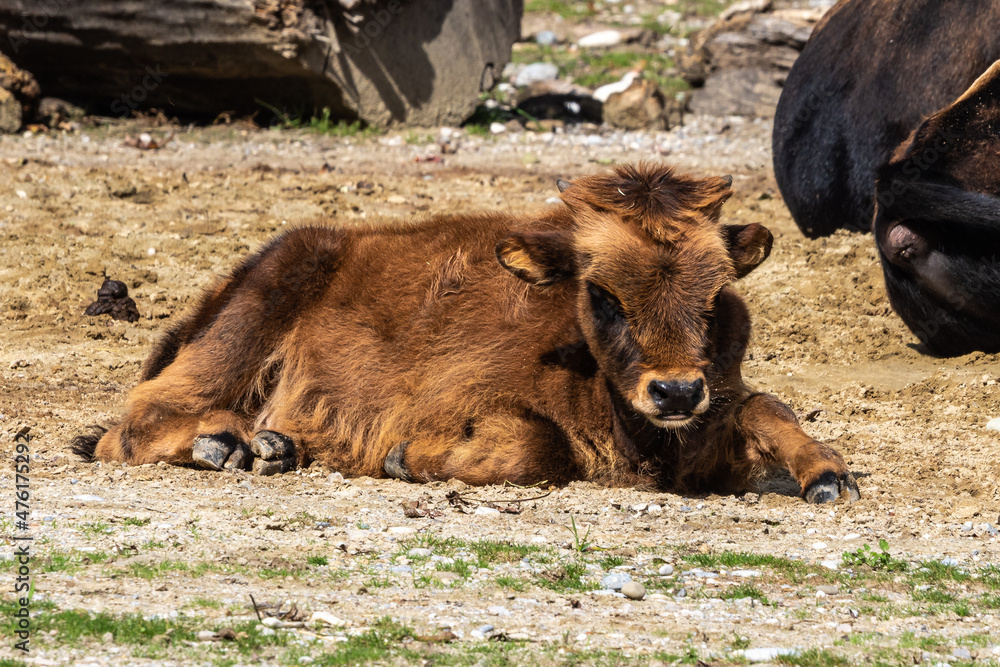 Heck cattle, Bos primigenius taurus or aurochs in the zoo Heck cattle, Bos primigenius taurus or aurochs in the zoo