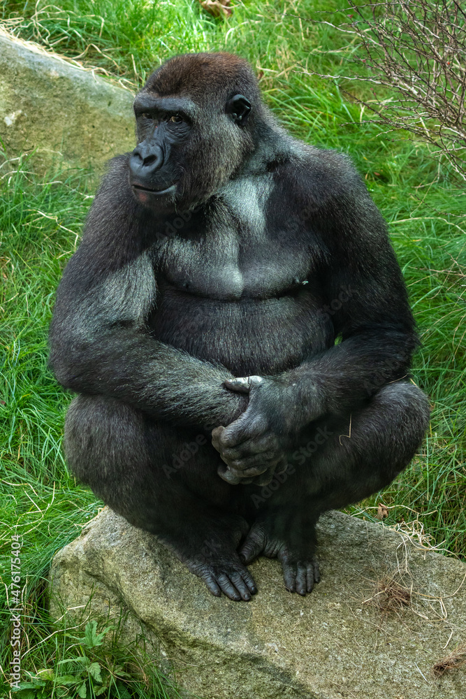 Gorillas are ground-dwelling, predominantly herbivorous apes, Sub-Saharan Africa Gorillas are ground-dwelling, predominantly herbivorous apes, Sub-Saharan Africa