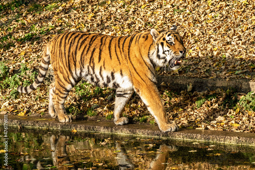 The Siberian tiger Panthera tigris altaica in the zoo