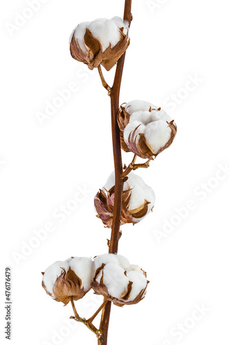 Cotton plant flower branch isolated on white background with clipping path and full depth of field