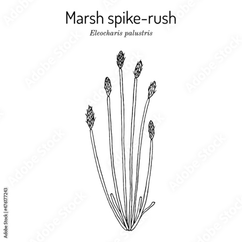 Marsh spike-rush Eleocharis palustris , wetland plant