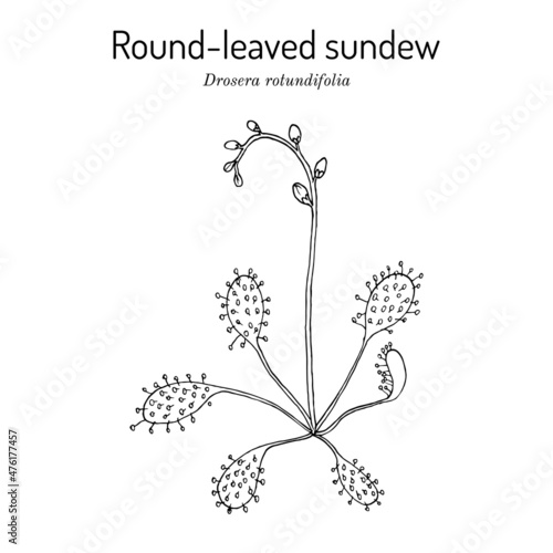 Round-leaved sundew Drosera rotundifolia , wetland plant