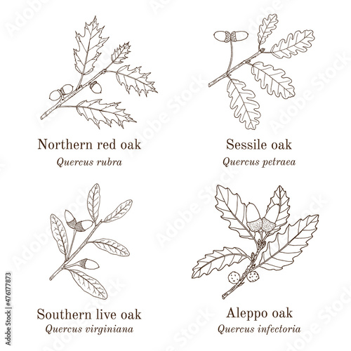 Set of different oak branches