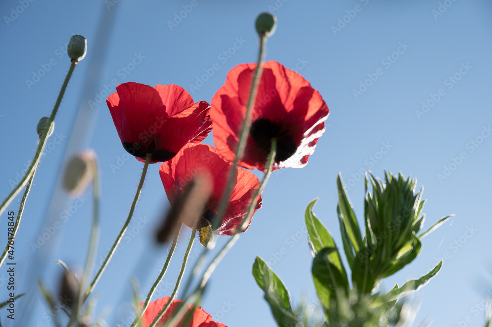 Obraz premium mohnblumen von unten