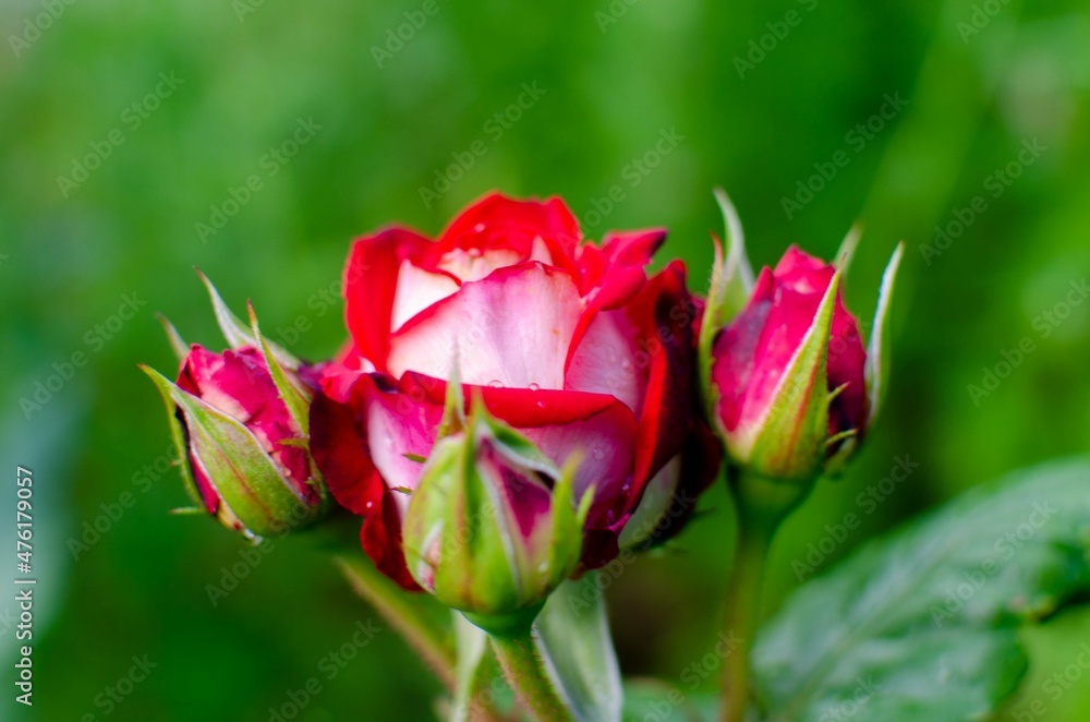 red rose bud red rose bud