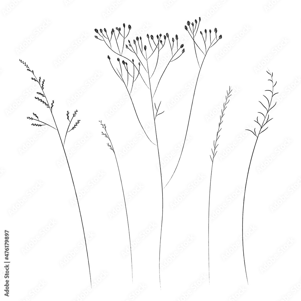 Obraz premium Field and meadow grasses, black contour line. Sketch of medicinal plants, vector drawing.