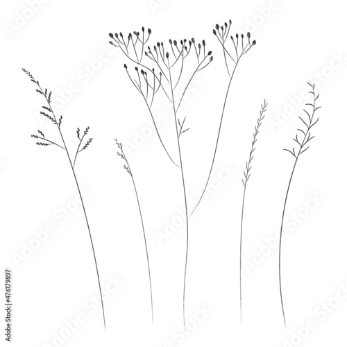 Field and meadow grasses, black contour line. Sketch of medicinal plants, vector drawing.