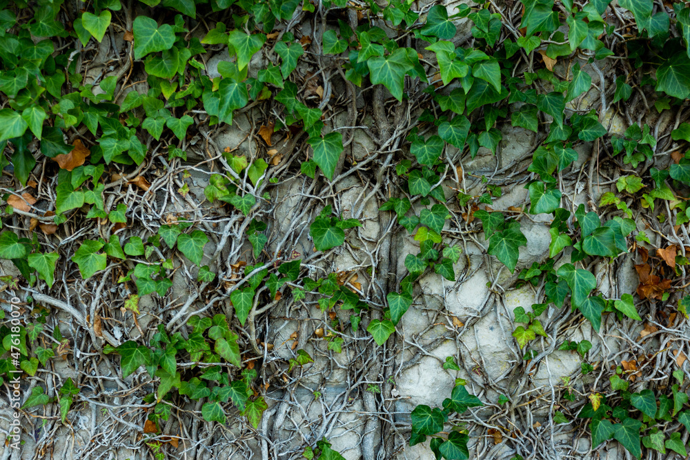 Old stone wall with common ivy (Hedera helix). Natural background or texture. Old stone wall with common ivy (Hedera helix). Natural background or texture.