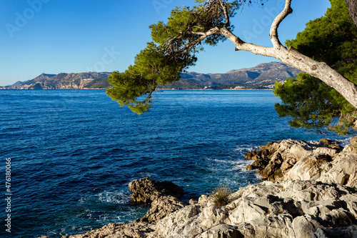 Rocky beach with crystalic clean sea water with pine tree on the coast of Adriatic Sea, Croatia.