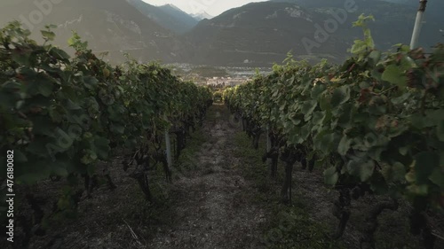 shot of a walk between two rows of grapes in a grapefield in the early morning in Lavaux Oron, Wallis Switzerland in 4k. photo