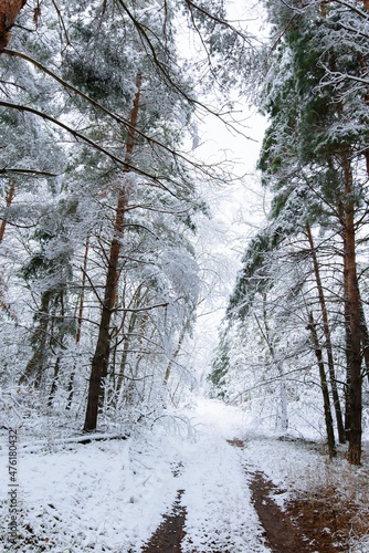 winter panorama of the forest strewn with snow. pine branches under the snow. the background is winter