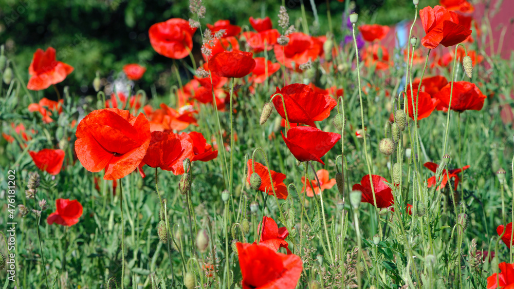 red poppy flowers on a green background. large beautiful blooming poppies in the green grass in the rays of a summer sunset. poppies in the field close-up, bokeh, blurred background