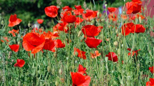 red poppy flowers on a green background. large beautiful blooming poppies in the green grass in the rays of a summer sunset. poppies in the field close-up  bokeh  blurred background