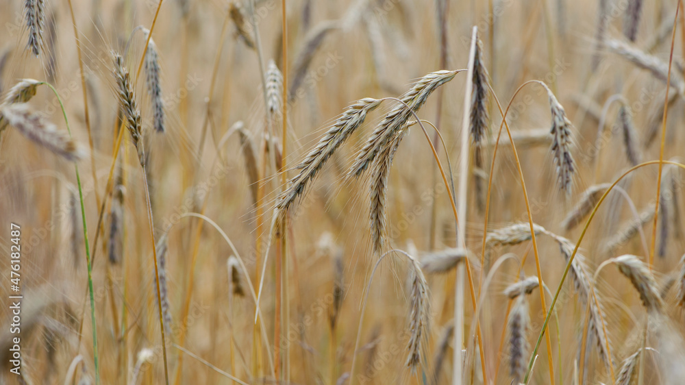 Fototapeta premium Wheat field. Ears of golden wheat. The concept of a rich harvest, agro-industrial complex, farming. golden spikelets of ripe wheat in the field close-up. background
