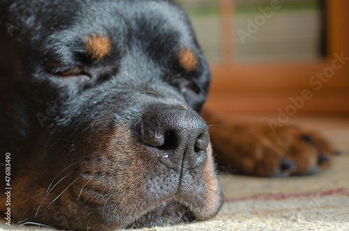 Portrait of a black dog lying on a carpet. A sad male Rottweiler