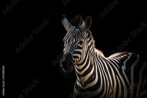 Zebra isolated on a dramatic black background
