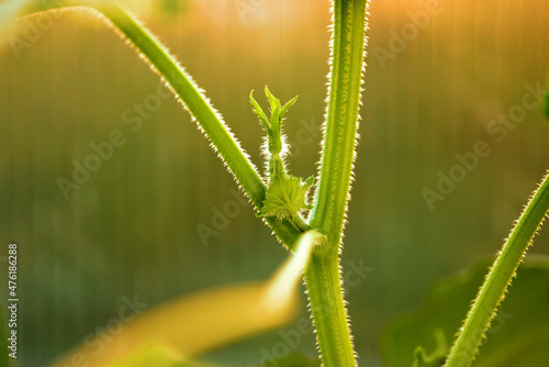 cucumber seedling stalk close-up