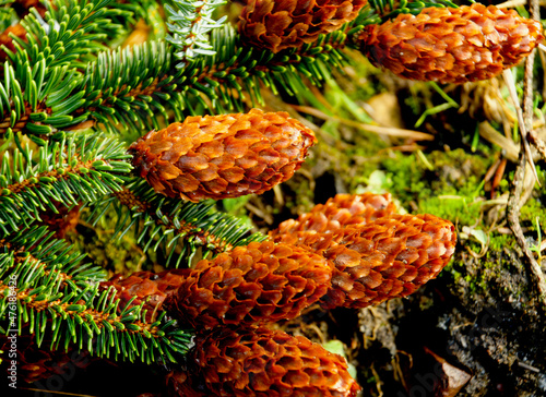 pine cones on the Christmas tree