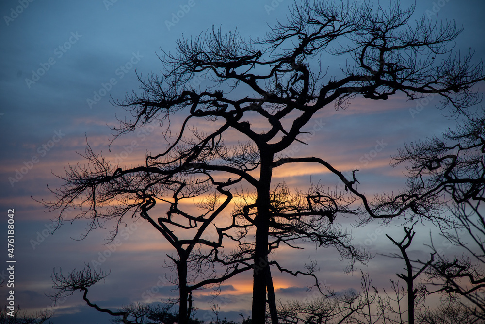 Sunset in winter and dead trees Sunset in winter and dead trees