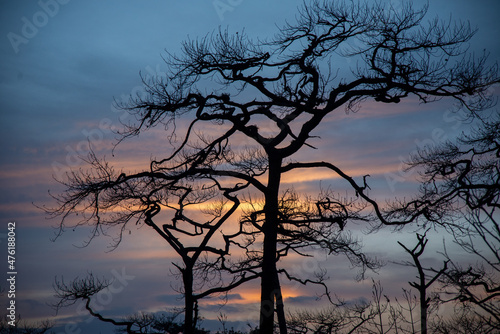 Sunset in winter and dead trees