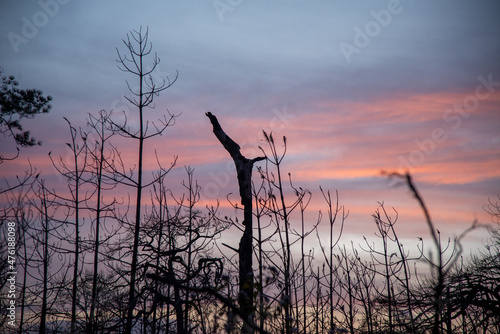 Sunset in winter evenings and deadly dried trees