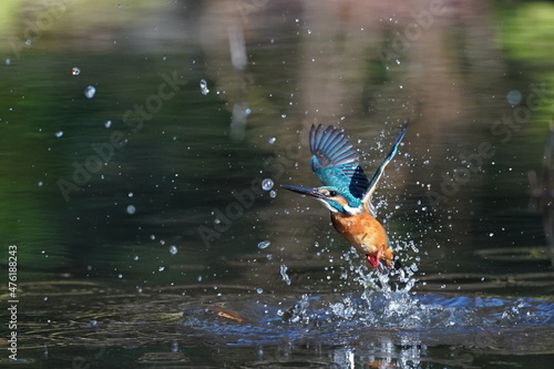 kingfisher in the forest © Matthewadobe