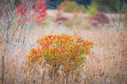 Shrub of red berries at the Burrage Pond Wildlife Management Area in Hanson, Massachusetts, USA photo