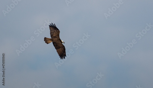 Wallpaper Mural 飛ぶミサゴ Torontodigital.ca