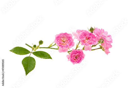 branch with small roses isolated on white background