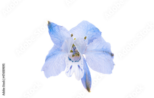 Murais de parede flower of blue wild delphinium isolated
