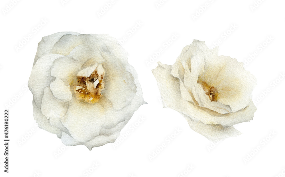 Naklejka premium Hand-drawn white creamy rose flowers set. Winter and spring garden florals. Botanical elements for greeting cards design, wedding invitations, decor isolated on white background 