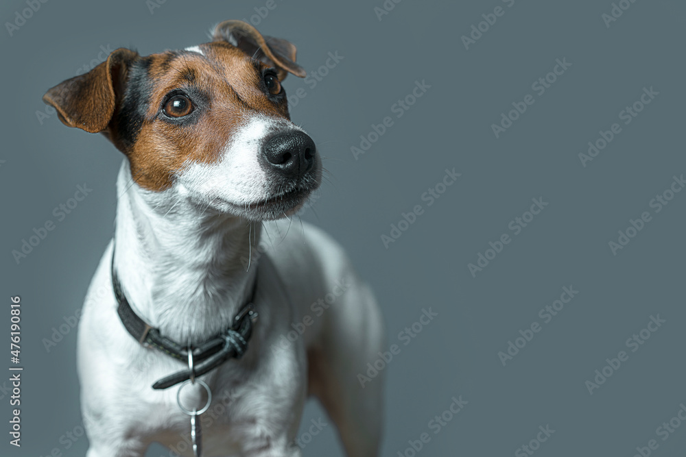 Portrait of Jack Russell Terrier on a gray background in the studio.