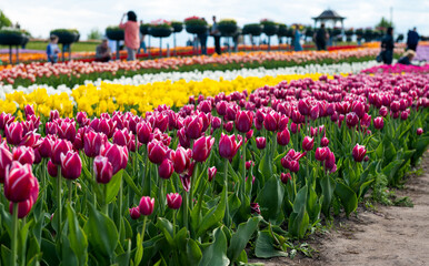 Keuken achterwand Romantische stijl Kleurrijke tulpen in voorjaarspark  © ksena32