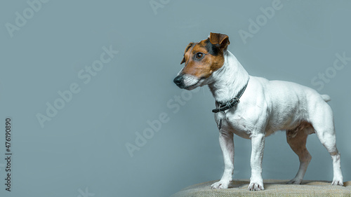 Jack Russell Terrier on a gray background in the studio. Empty space for text.