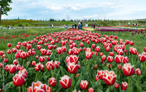 beautiful tulips in the park on a sunny day in spring