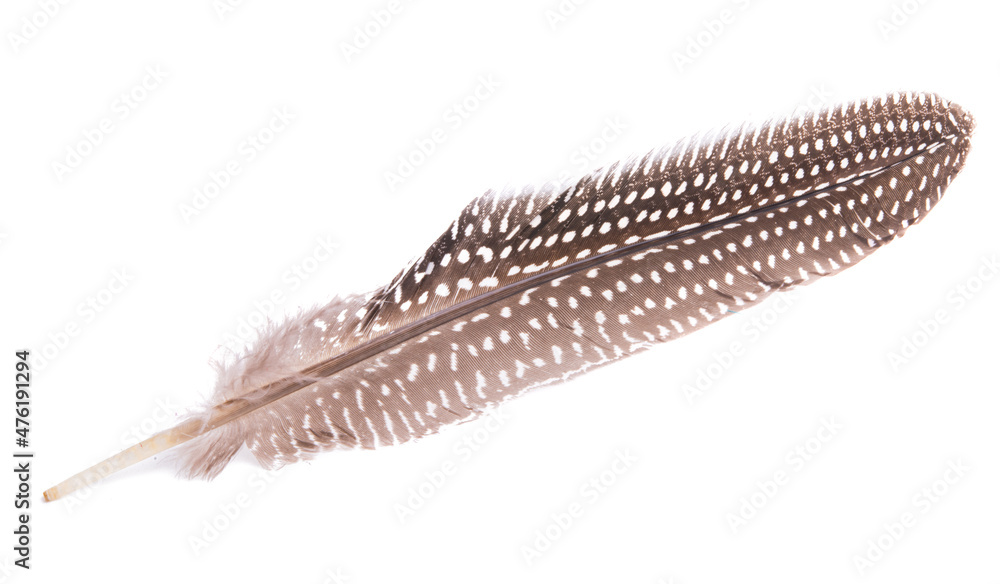 colored pheasant feathers isolated colored pheasant feathers isolated