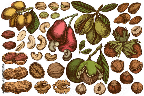 Vector set of hand drawn colored cashew, peanut, pistachio, hazelnut, almond, walnut