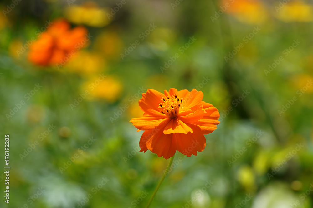 Close up orange cosmos flower with blur background. Close up orange cosmos flower with blur background.