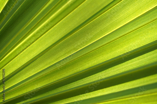 Close up green sugar palm leaf background.