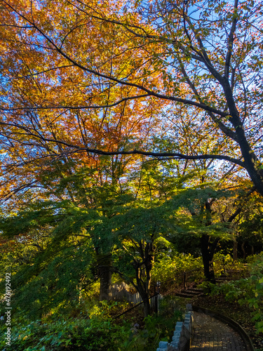 Park with autumn leaves (Tamagawadai park, Ota-ku, Tokyo, Japan)