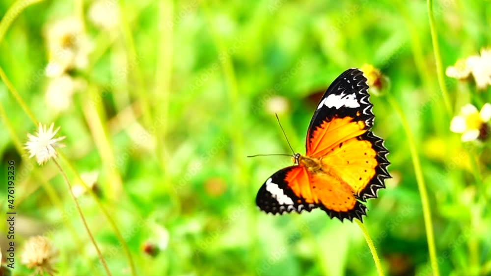HD 1080p 250fps slow motion Thai beautiful butterfly on meadow flowers nature outdoor HD 1080p 250fps slow motion Thai beautiful butterfly on meadow flowers nature outdoor