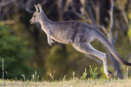 Photography Beautiful view of a wild kangaroo jumping at the field on a sunny day