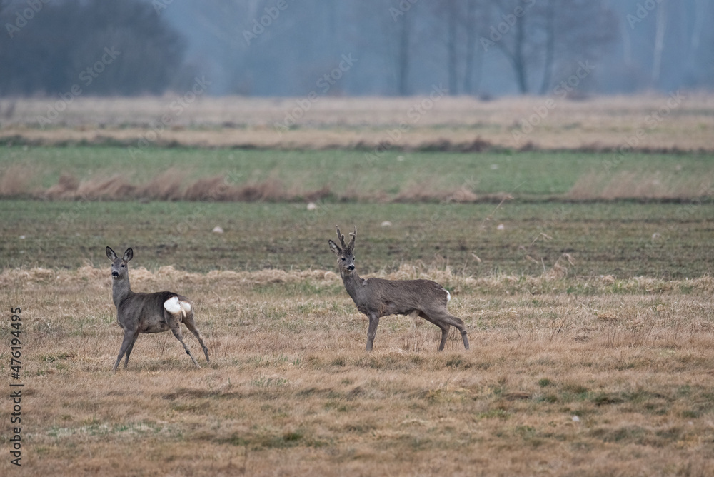 Roe deer in the field. Game in Poland. Fall season in nature.