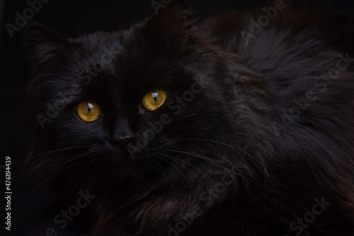 black cat portrait